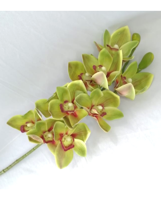 Cymbidium  70cm de largo,...