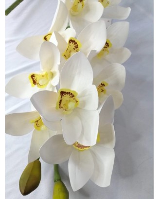 Cymbidium  70cm de largo, dos colores