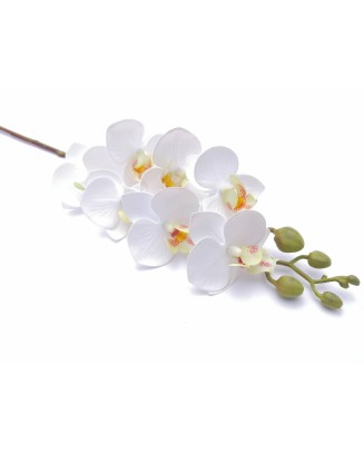 Orquídea chica phalaenopsis...