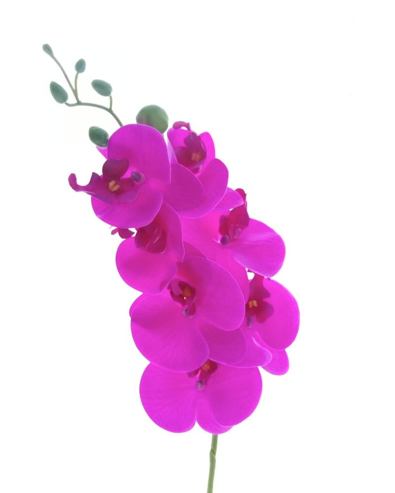 Orquídea phalaenopsis 7 flores 90cm, morada y lila
