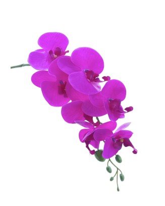 Orquídea phalaenopsis 7 flores 90cm, morada y lila