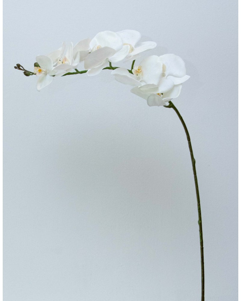 Orquidea Tary 110cm altura, varios colores