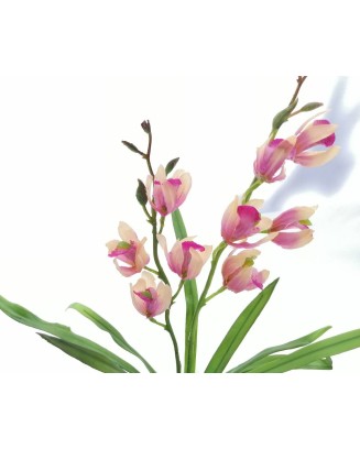 Planta de orquídea con follaje 40cm, rosa y roja