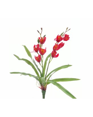 Planta de orquídea con follaje 40cm, rosa y roja