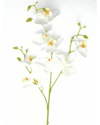 Vara de dendrobium blanca...