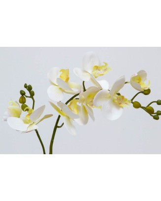 Vara de phalaenopsis tild 80cm largo, dos colores