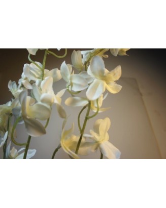 Vara dendrobium Zony 95cm...