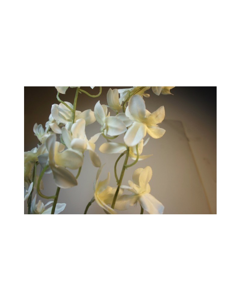 Vara dendrobium Zony 95cm largo, dos colores