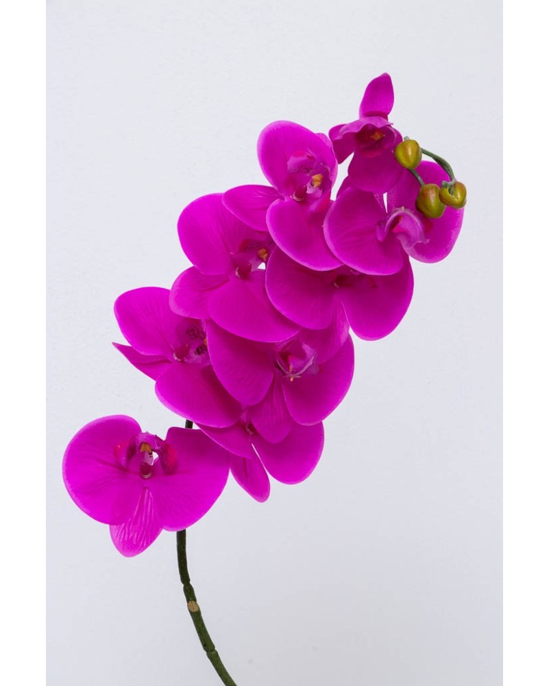 Orquídea phalaenopsis 9 flores 100cm, blanca y morada