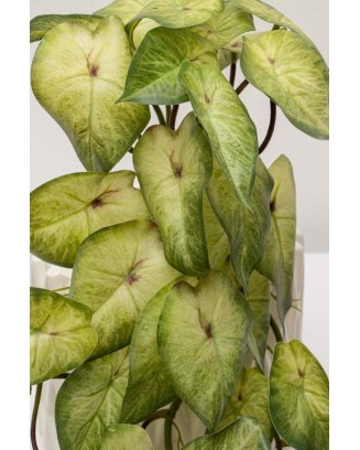 Colgante calladium angel 45cm soft touch