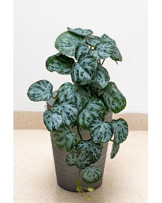 Colgante tradescantia ceniza 50cm de largo