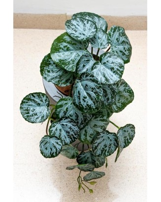 Colgante tradescantia ceniza 50cm de largo
