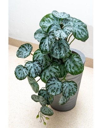 Colgante tradescantia ceniza 50cm de largo