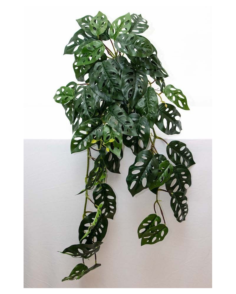 Colgante monstera andasonii 95cm largo