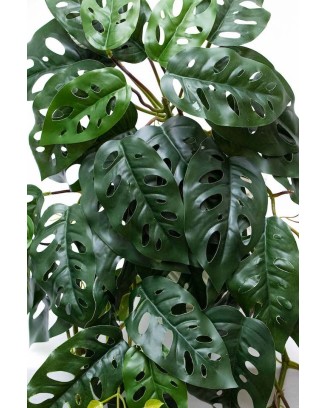 Colgante monstera andasonii 95cm largo