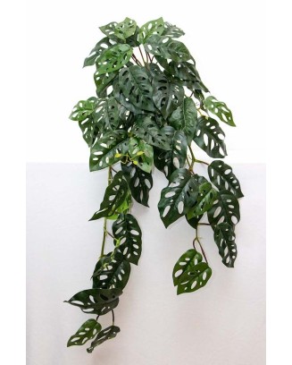 Colgante monstera andasonii 95cm largo