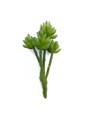 Suculenta hookeri 15 cm