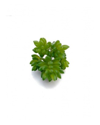 Suculenta hookeri 15 cm