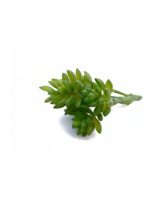 Suculenta hookeri 15 cm