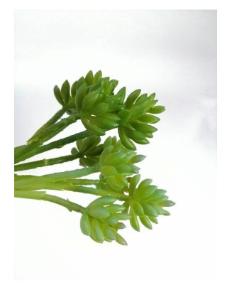 Suculenta hookeri 15 cm