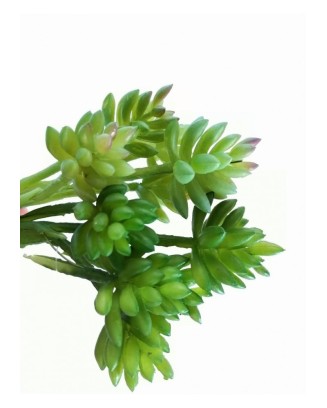 Suculenta hookeri 15 cm