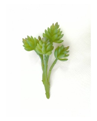 Suculenta hookeri 15 cm