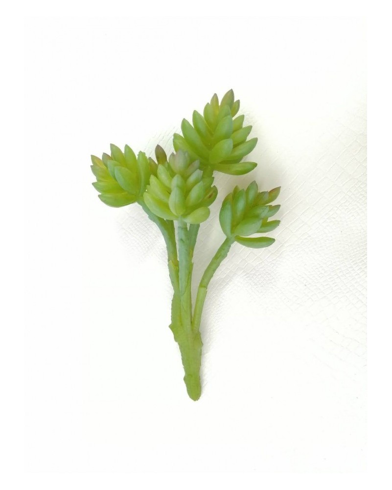 Suculenta hookeri 15 cm