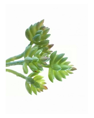 Suculenta hookeri 15 cm