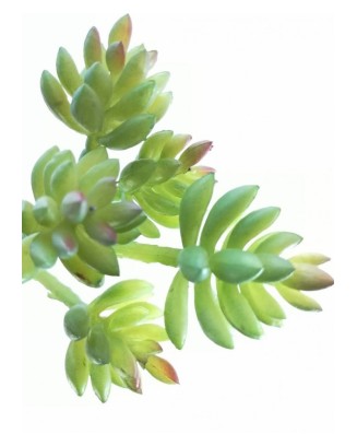 Suculenta hookeri 15 cm