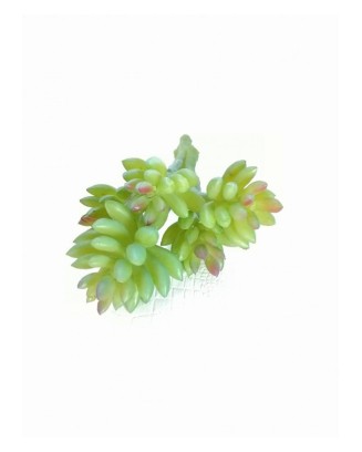 Suculenta hookeri 15 cm