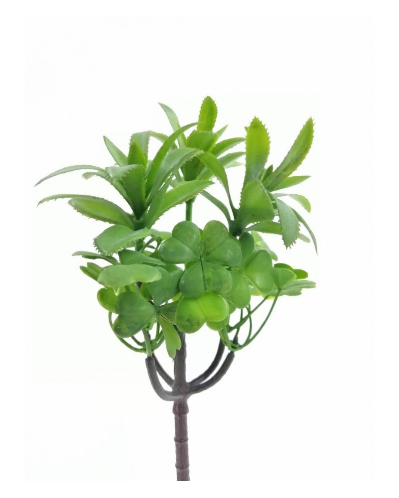 Suculenta silvestre 20 cm