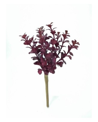 Suculenta taria roja 20cm
