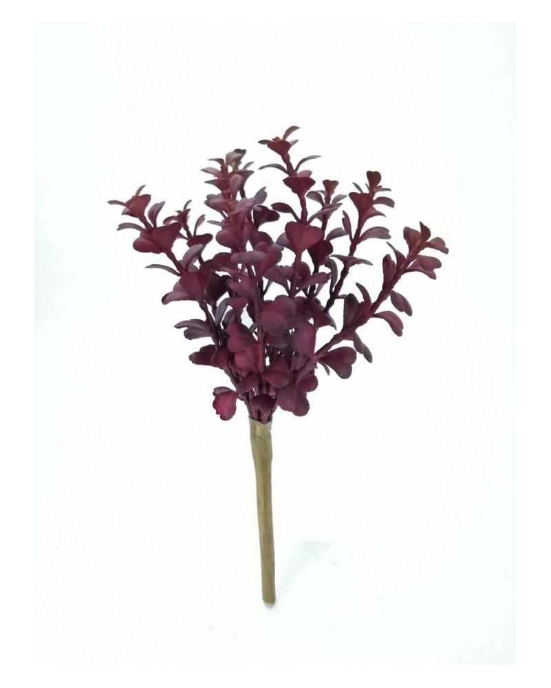 Suculenta taria roja 20cm