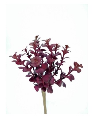 Suculenta taria roja 20cm