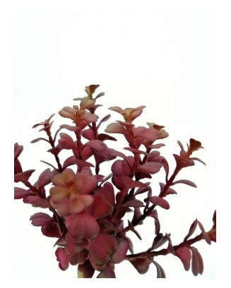 Suculenta taria roja 20cm