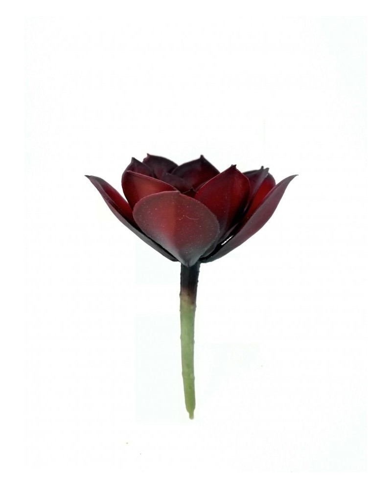 Suculenta usan roja 9cm diámetro