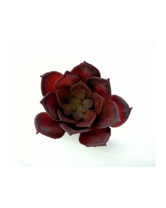 Suculenta usan roja 9cm diámetro
