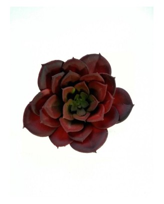 Suculenta usan roja de 13cm...