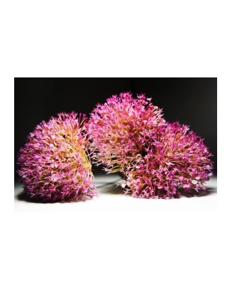 Vara de allium 50cm