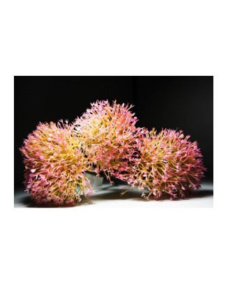Vara de allium 50cm