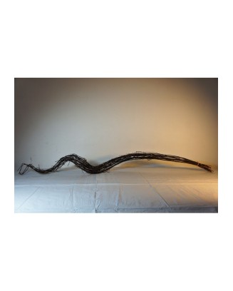 Varas de curly deshidratado 130cm