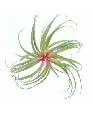 Bromelia 40cm diámetro