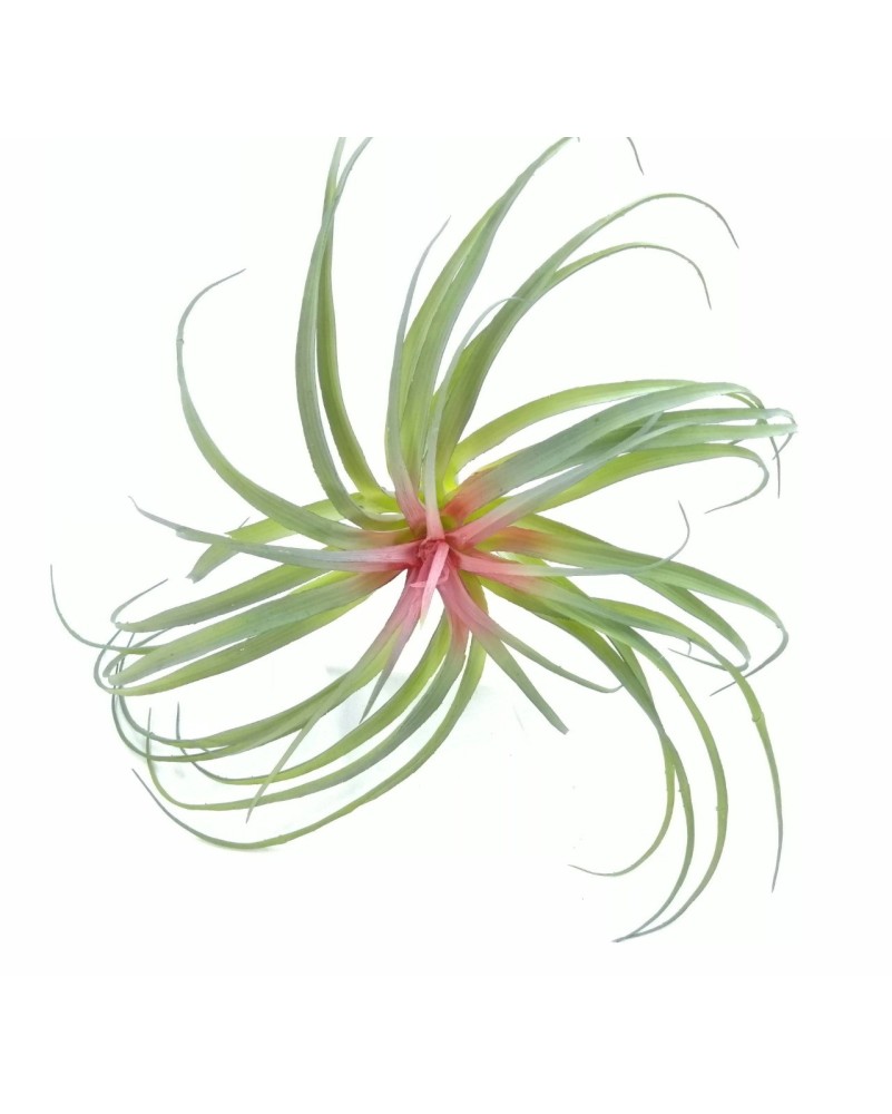 Bromelia 40cm diámetro