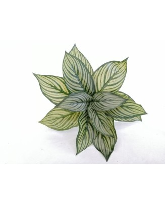 Follaje Calathea 29cm