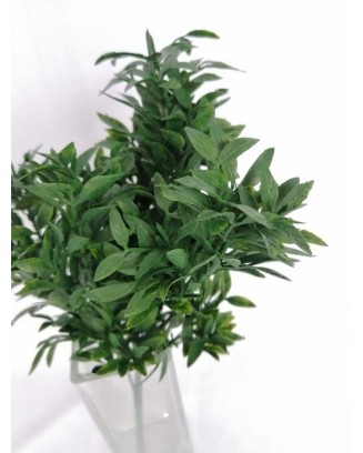 Follaje de albahacar 30cm, verde y café