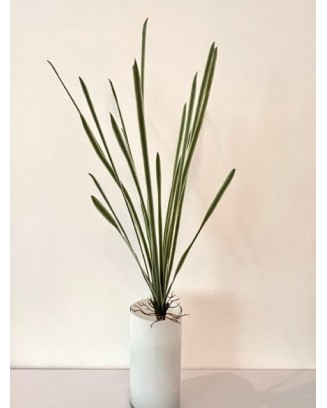 Follaje de listón 38cm y 58cm