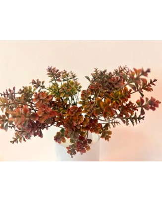Follaje kalanchoe 30cm, dos colores.