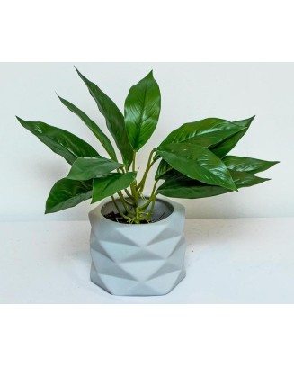 Hoja cuna de moises 45cm de largo