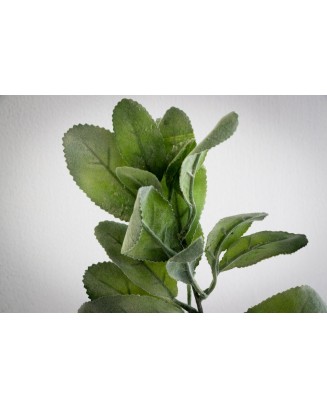 Hojas cenizas evergreen 36cm