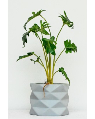 Philodendron Xanadu 45cm de largo